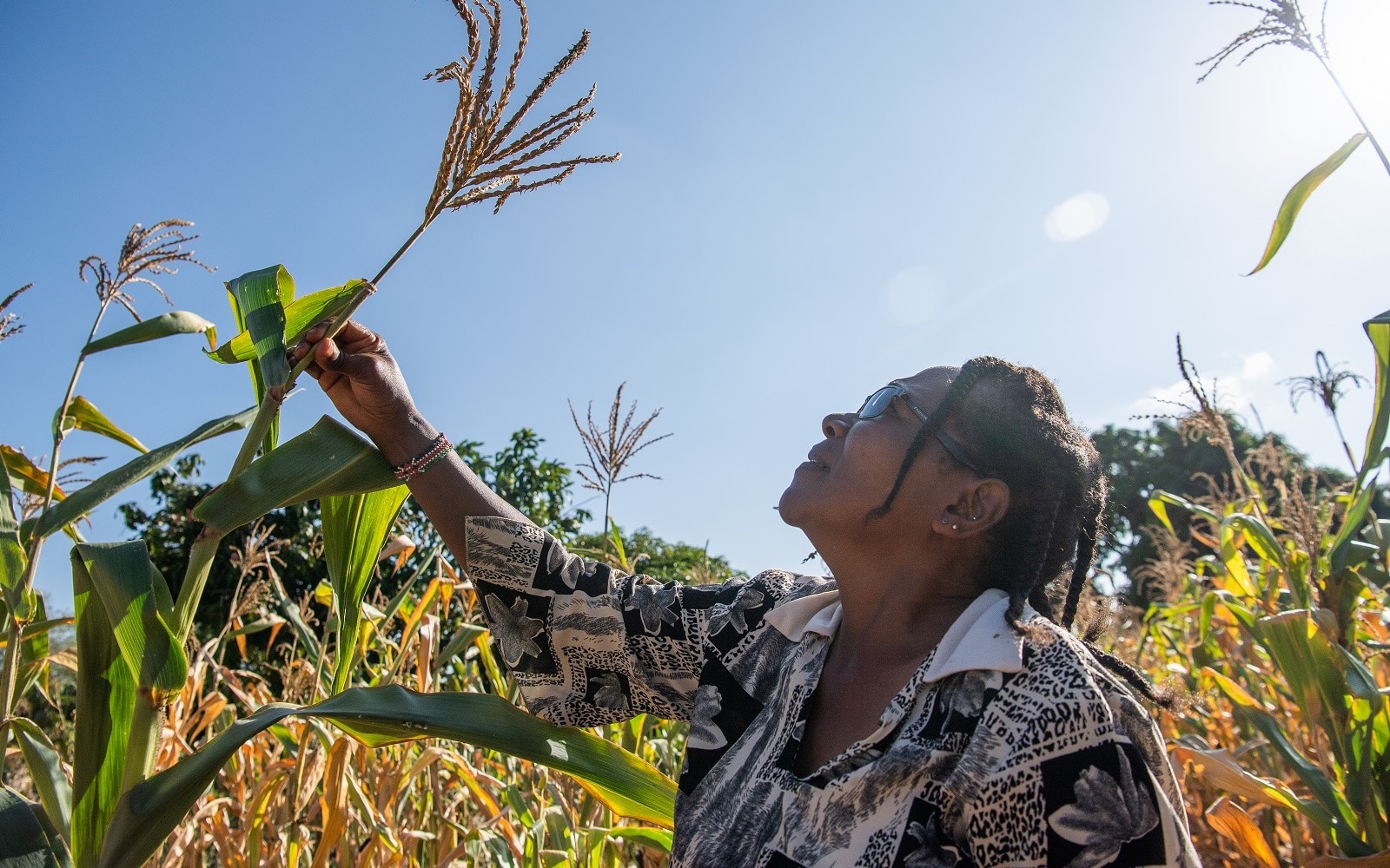 Kenyan farmers harvesting a maize crops.