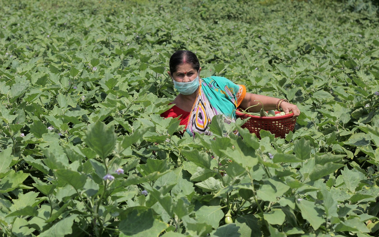 A farmer picks crops in Basudevpur, India. 