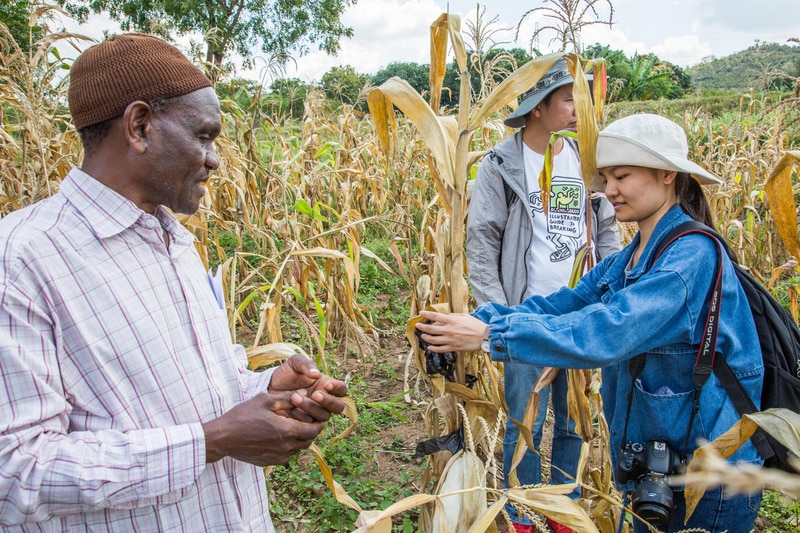 Chinese and African teams examining rice seed together